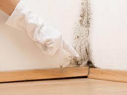 Why You Should Choose Our Mold Remediation Services in Columbia, CA